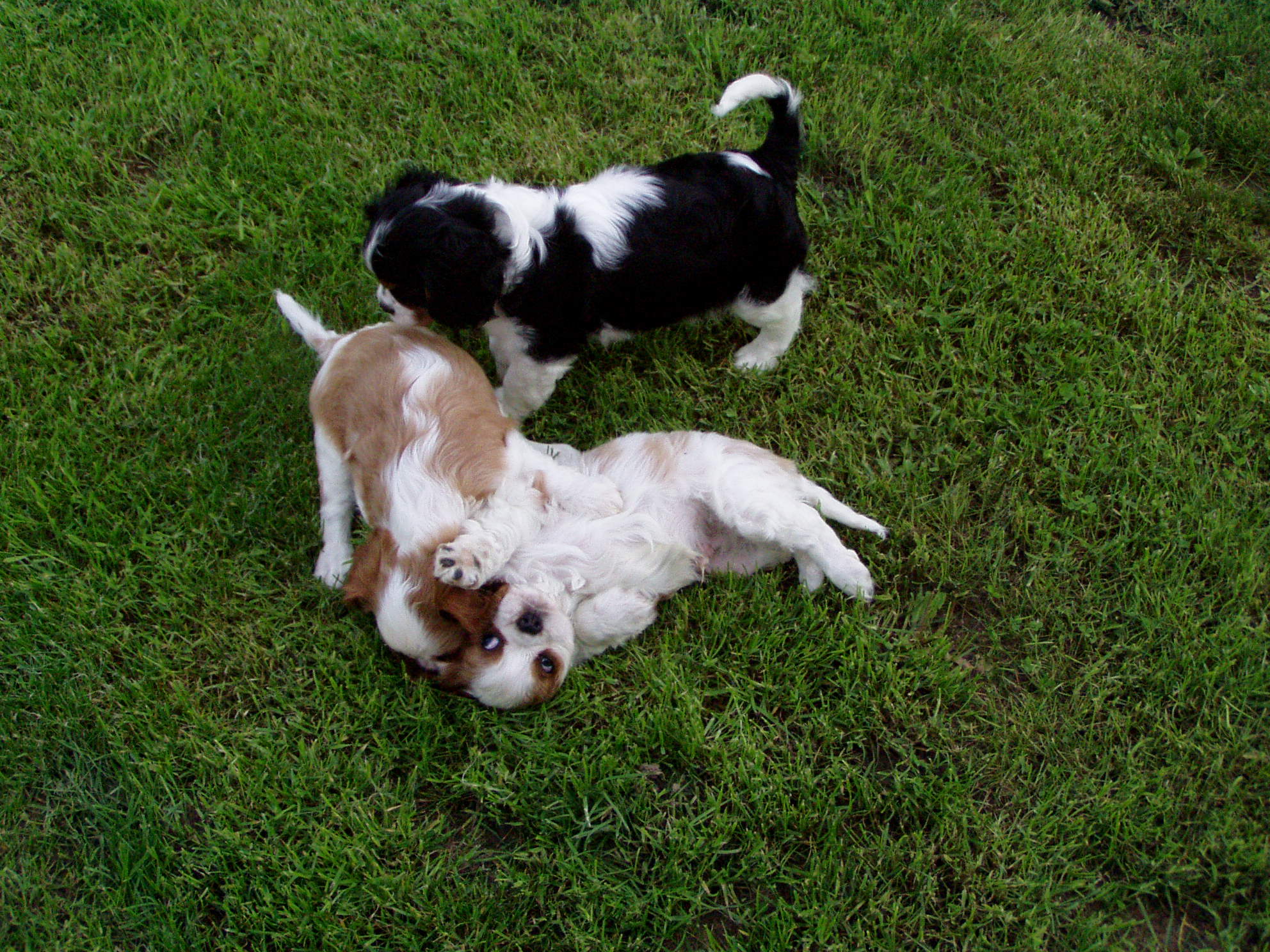 Daisy,pejsek Charlie a Líza.jpg
